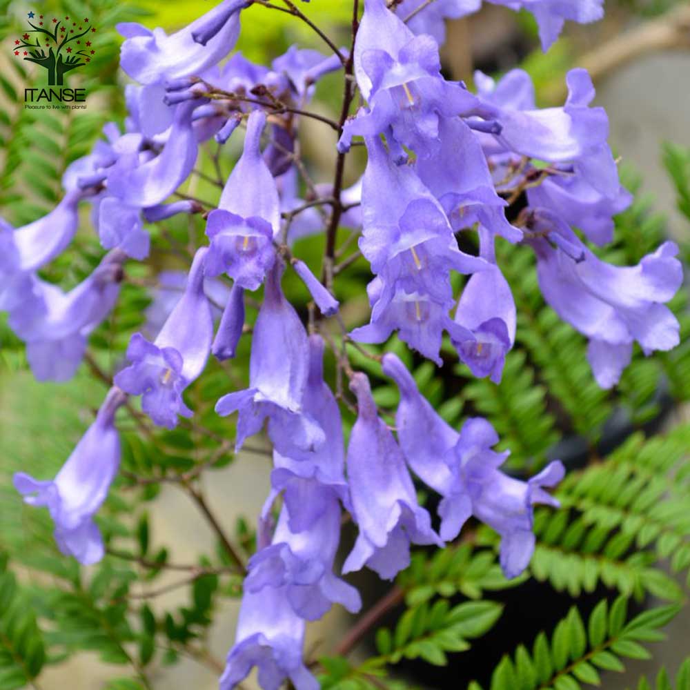 Itanse良品ｾﾚｸﾄ通販