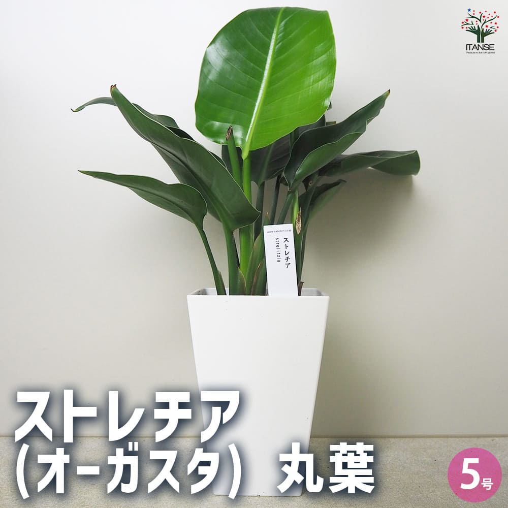 ソマティック心理カウンセラーストレチア　オーガスタ 観葉植物 ソマティック心理カウンセラー様専用ストレチア オーガスタ 観葉植物