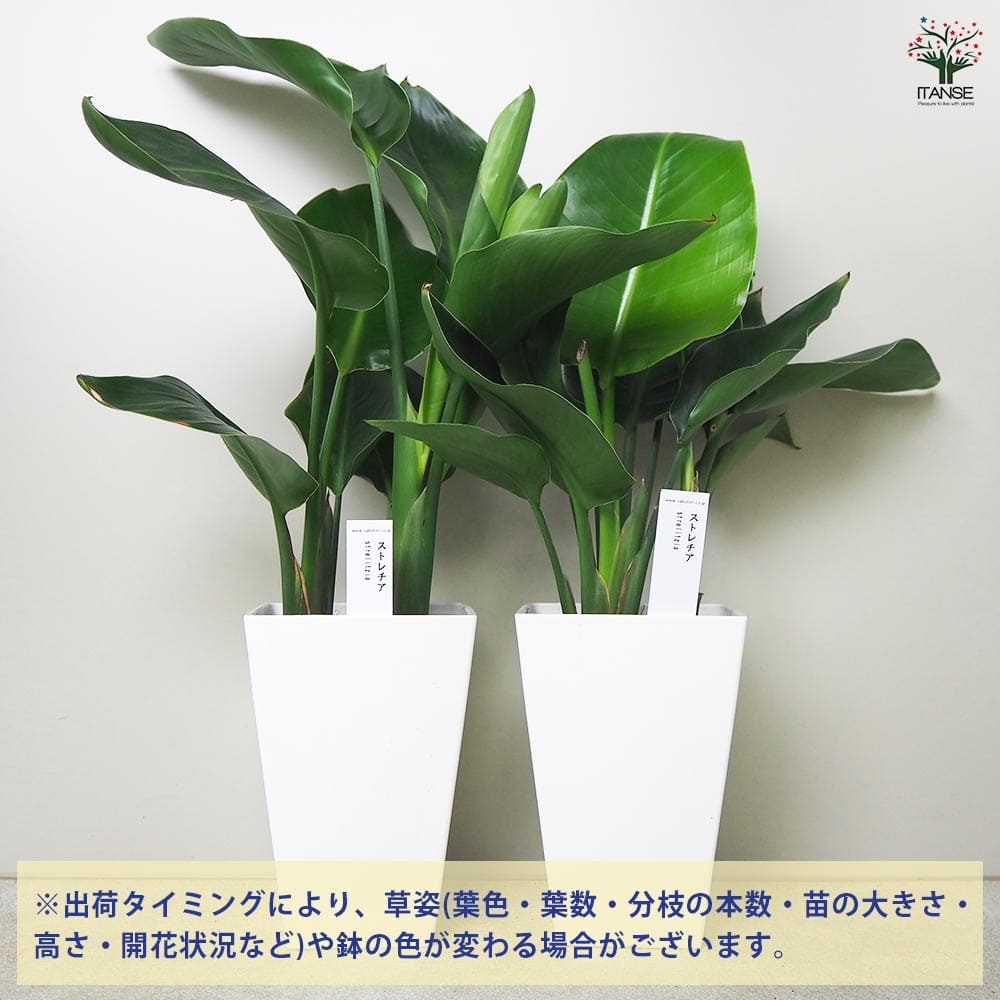 ストレリチア(オーガスタ) 丸葉 【観葉植物 5号鉢／1個売り】｜ 【植物