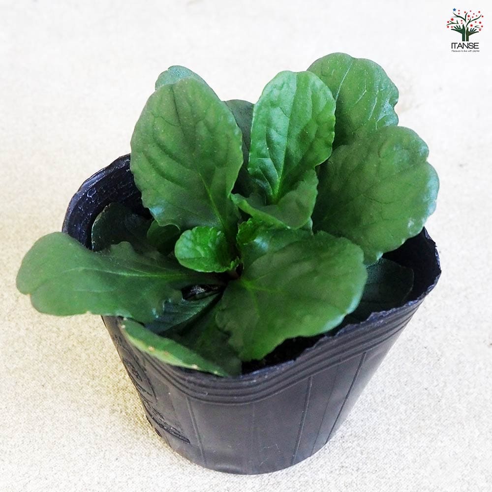 アジュガ ベルデ2個～ 【花苗 3号】｜ 【植物のITANSE】全品送料