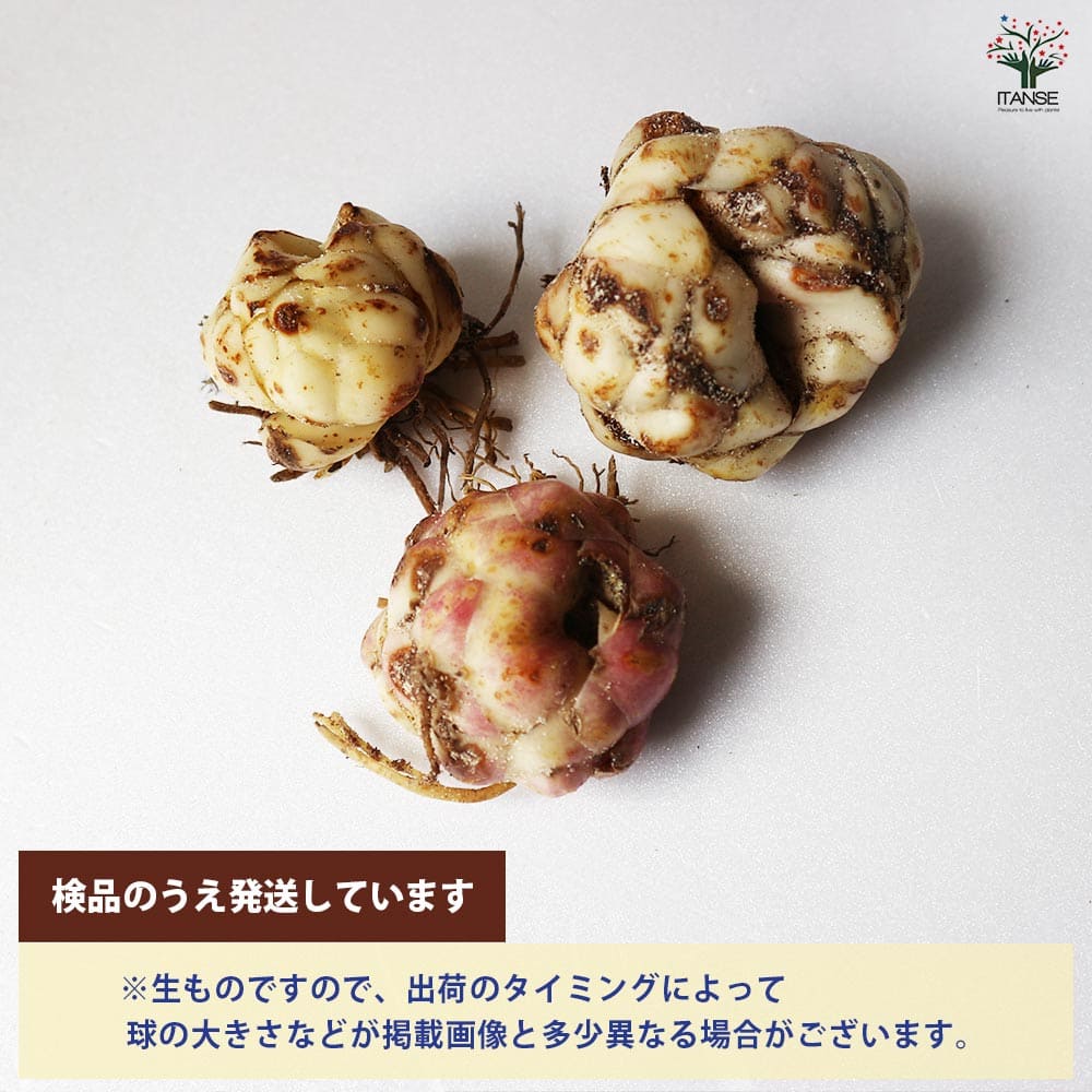 ▲Ω XG1 6663 保証有 ナカヨ NAKAYO iA 30ボタンデジタルハンドルコードレス電話機 NYC-30iA-DHCL (W) 電池付 ・祝10000！取引突破！ ユリ球根確認用