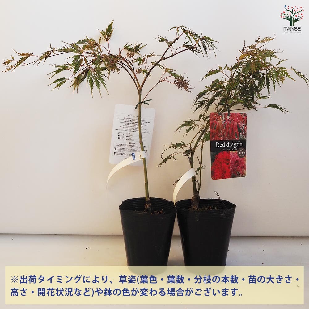モミジ レッドドラゴン 【花木苗 4号／1個売り】｜ 【植物の