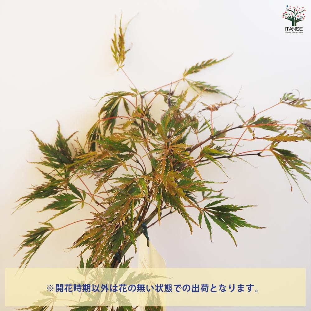 モミジ レッドドラゴン 【花木苗 4号／1個売り】｜ 【植物の
