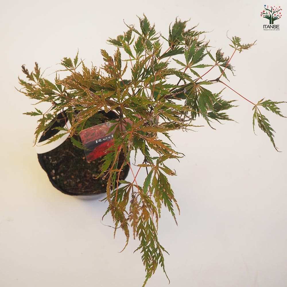 モミジ レッドドラゴン 【花木苗 4号／1個売り】｜ 【植物の