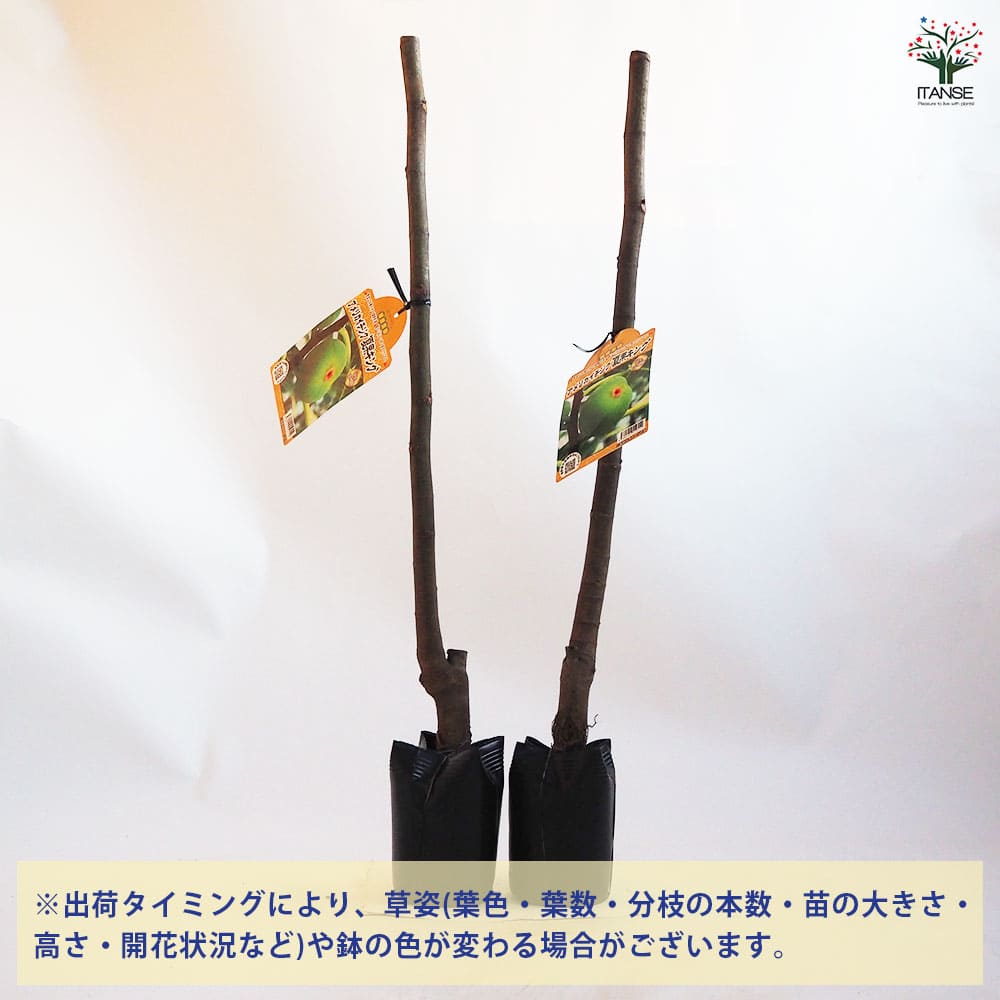エカチェリーナイチジク4種セット The Fig Hunterの品種 | 世界のイチジク