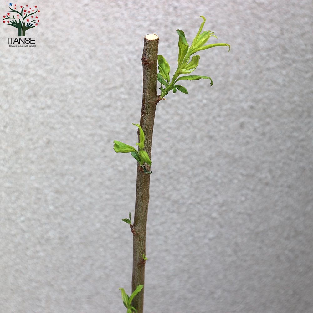 すももの苗木 太陽【果樹苗／12～15cmポット接木苗／1個売り