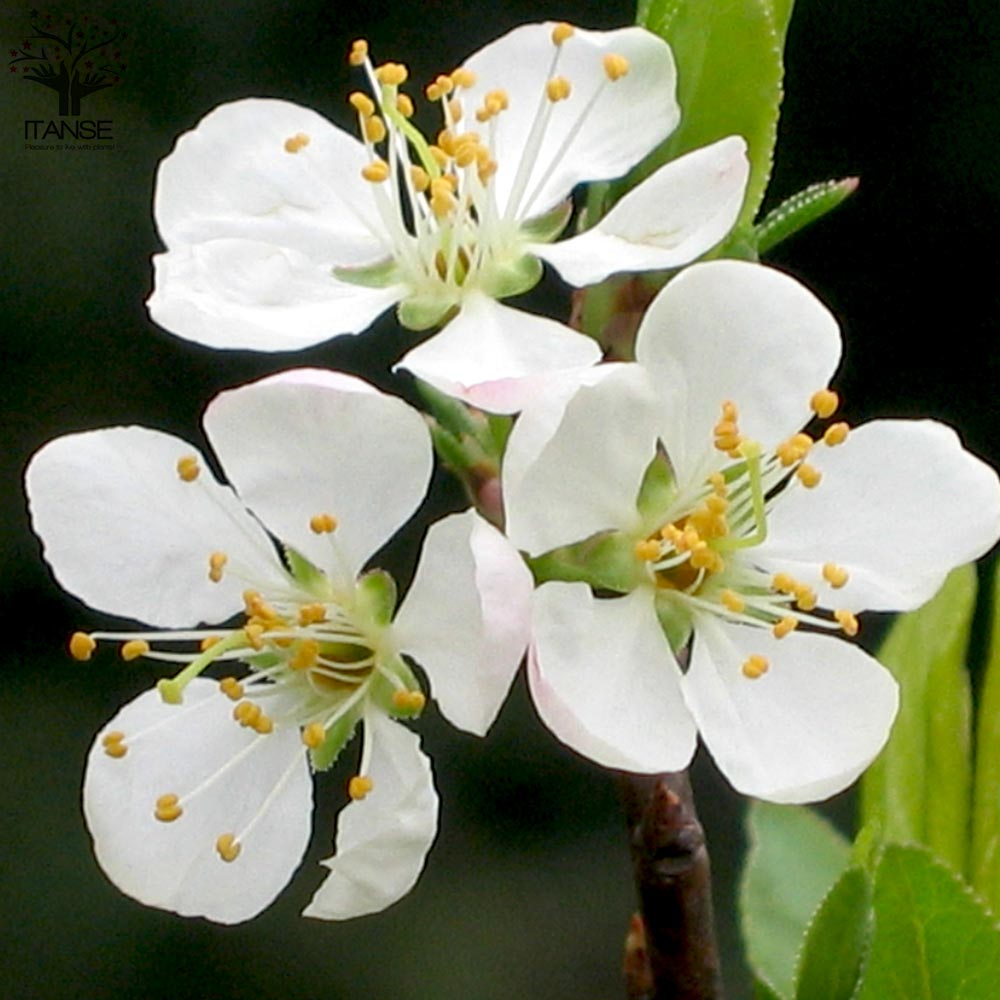 すももの苗木 太陽【果樹の苗木 12～15cmポット 1年生 接木苗