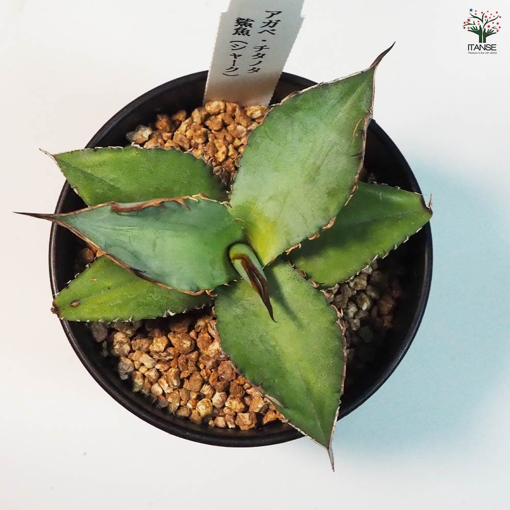 【極上高級株】アガベチタノタ イラン産シャーク 大型 アルミニウム鉢付 極上高級株】アガベチタノタ イラン産シャーク 大型