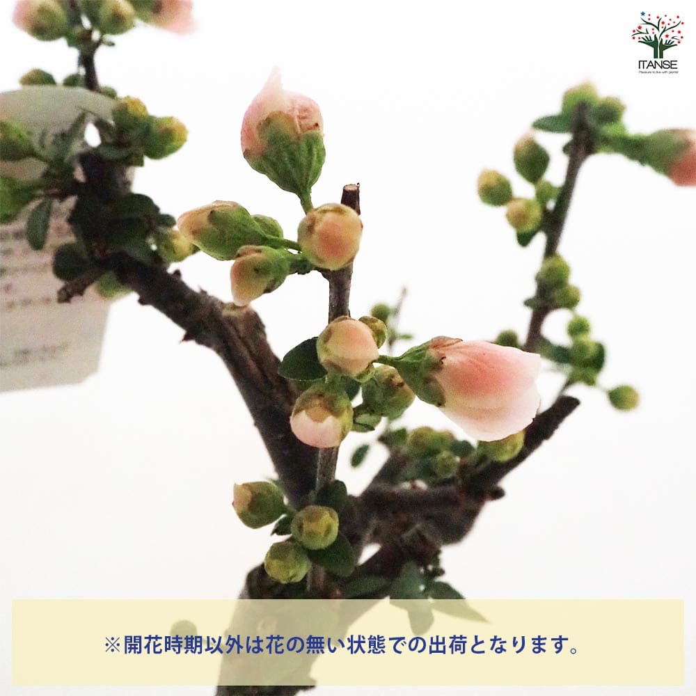 ボケ 放春花 【花木苗 4号／1個売り】｜ 【植物のITANSE