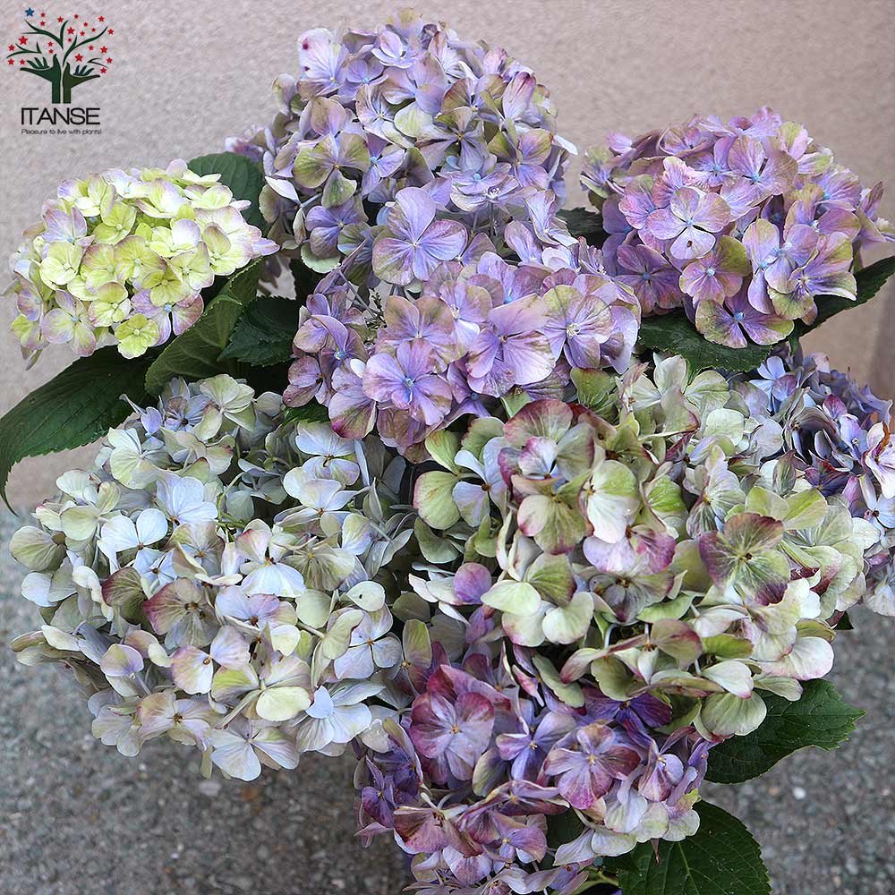 Itanse良品ｾﾚｸﾄ通販