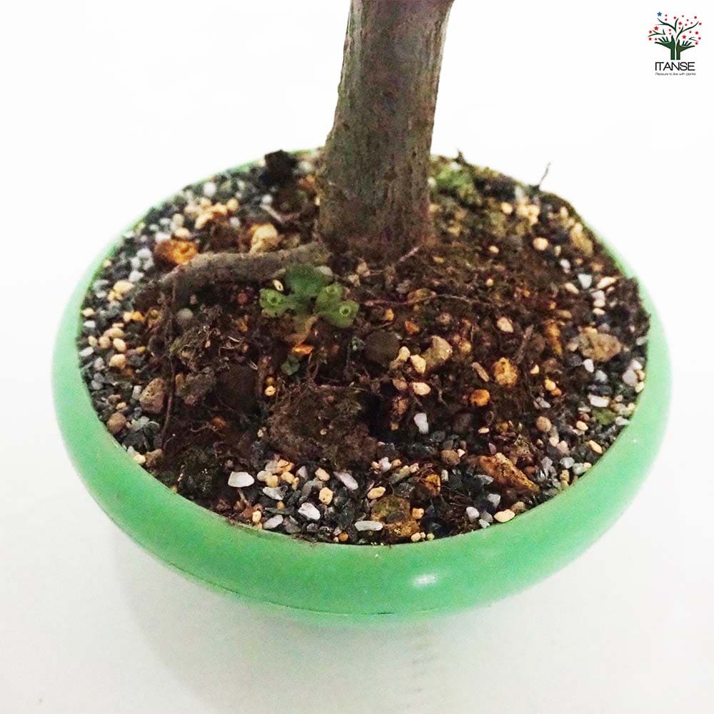 ボケ 放春花 【花木苗 4号／1個売り】｜ 【植物のITANSE