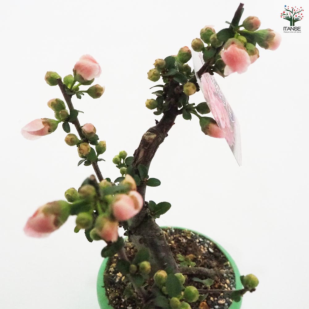 ボケ 放春花 【花木苗 4号／1個売り】｜ 【植物のITANSE】全品