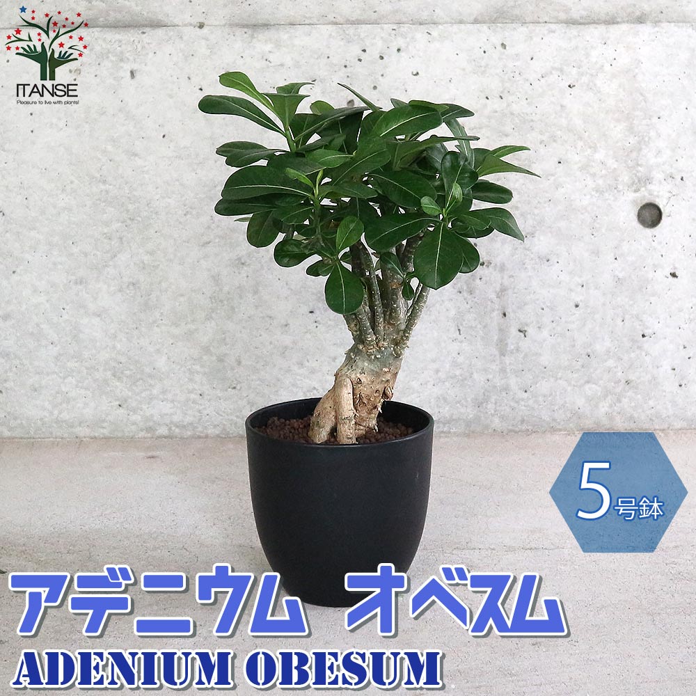 アデニウム アデニューム オベスム リビングやオフィス向きサイズ
