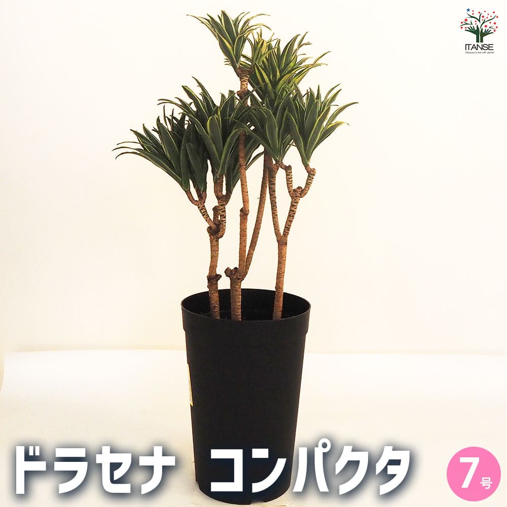B級品/観葉植物】個性的なワイルドなフォルム♪ドラセナ