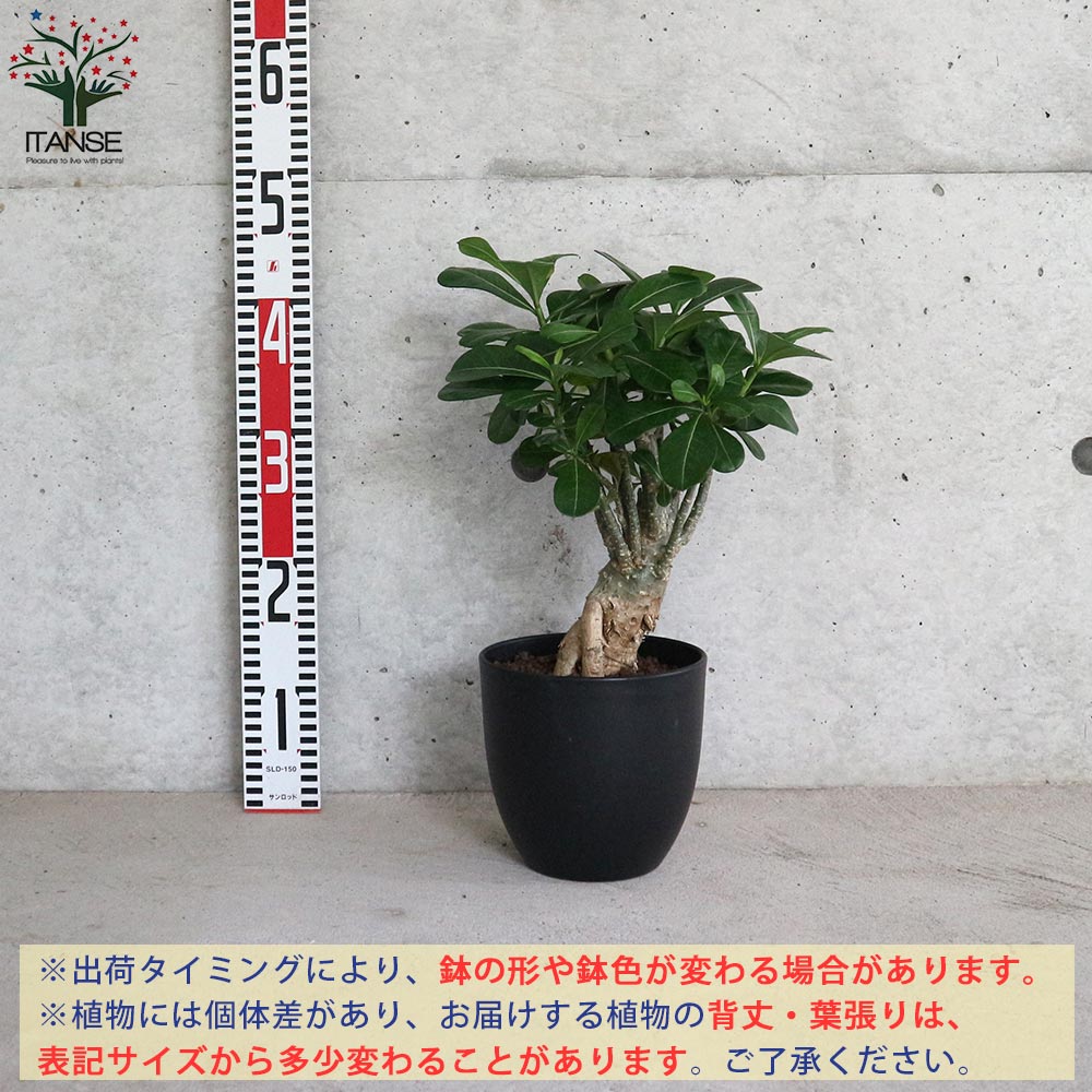 アデニウム アデニューム オベスム リビングやオフィス向きサイズ【観葉植物 5号鉢／1個売り】