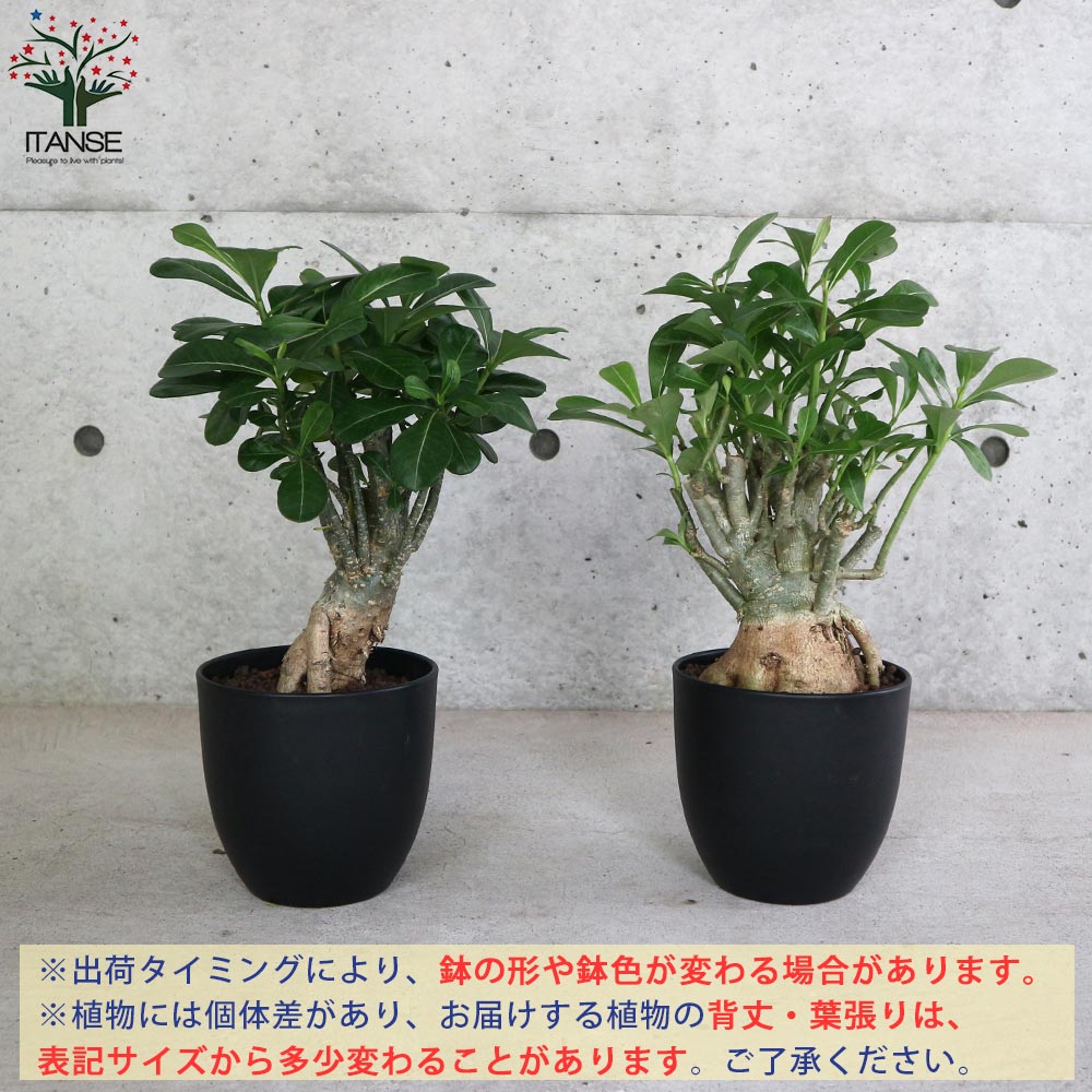 アデニウム アデニューム オベスム リビングやオフィス向きサイズ【観葉植物 5号鉢／1個売り】