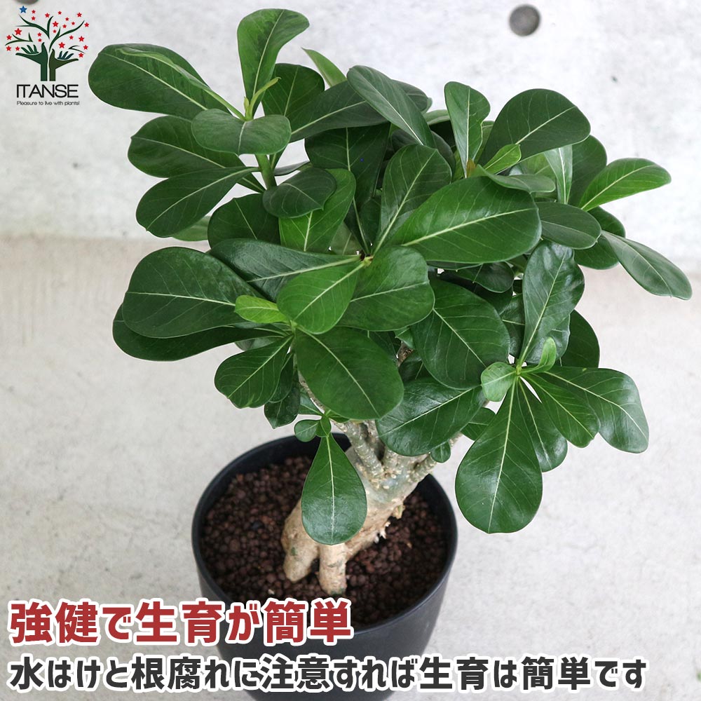 アデニウム アデニューム オベスム リビングやオフィス向きサイズ【観葉植物 5号鉢／1個売り】