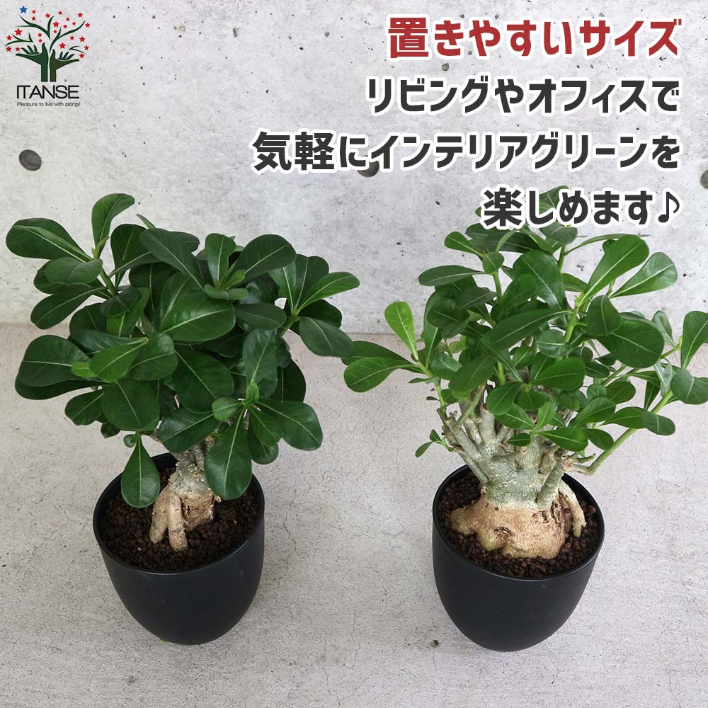 アデニウム アデニューム オベスム リビングやオフィス向きサイズ【観葉植物 5号鉢／1個売り】