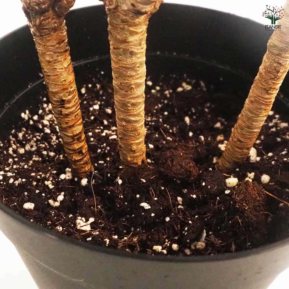 ドラセナ コンパクタ 【観葉植物 7号鉢／1個売り】｜ 【植物の