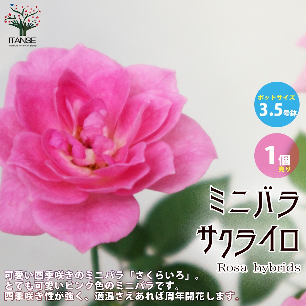 ミニ薔薇の苗 サクライロ【花苗 3.5号鉢／1個売り】｜ 【植物の