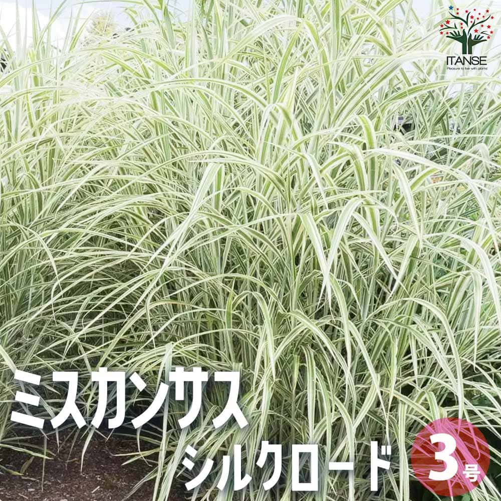 ミスカンサス シルクロード 【花苗 3号】｜ 【植物のＩＴＡＮＳＥ】全品送料無料・即出荷!
