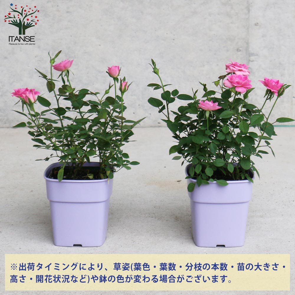 ミニ薔薇の苗 サクライロ【花苗 3.5号鉢／1個売り】｜ 【植物の