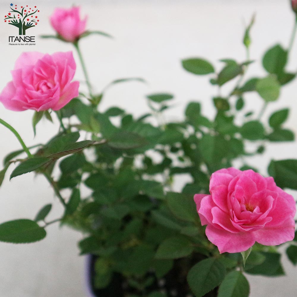 ミニ薔薇の苗 サクライロ【花苗 3.5号鉢／1個売り】｜ 【植物の