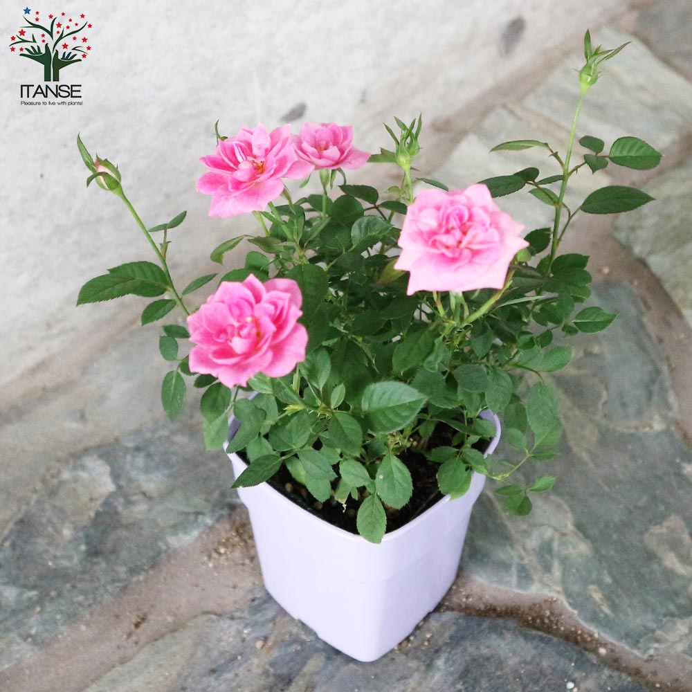 ミニ薔薇の苗 サクライロ【花苗 3.5号鉢／1個売り】｜ 【植物の