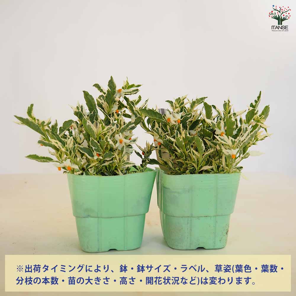 ソラナム スノーサンゴ 【花木苗 3.5号】｜ 【植物のITANSE