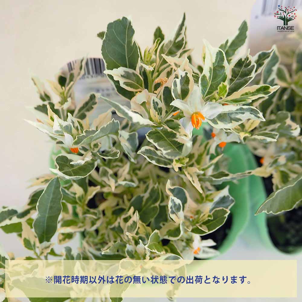 サンゴジュ(珊瑚樹) 開花そろそろ終わり→結実 超メルカリ市限定価格