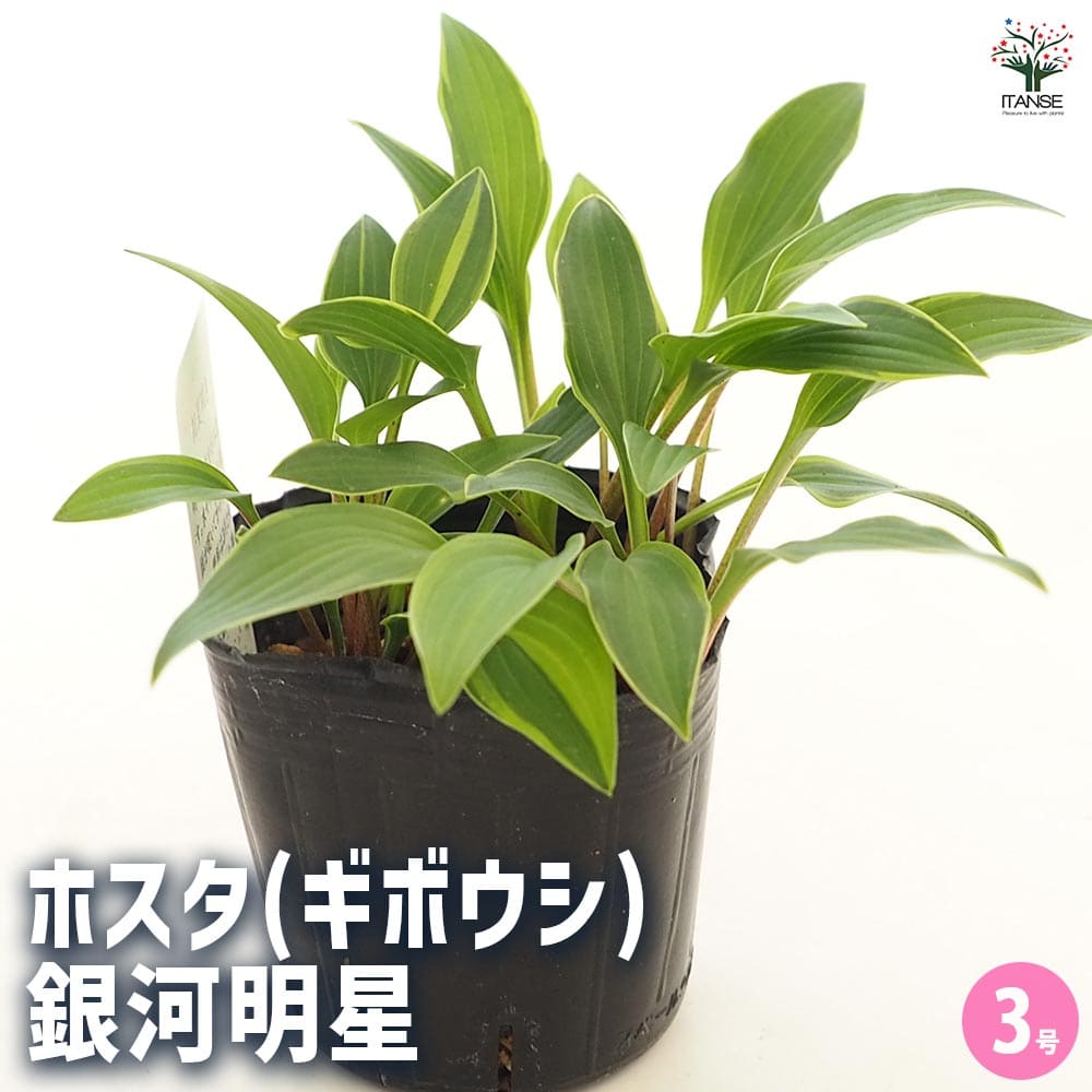 ホスタ(ギボウシ) 銀河明星 【花苗 3号】
