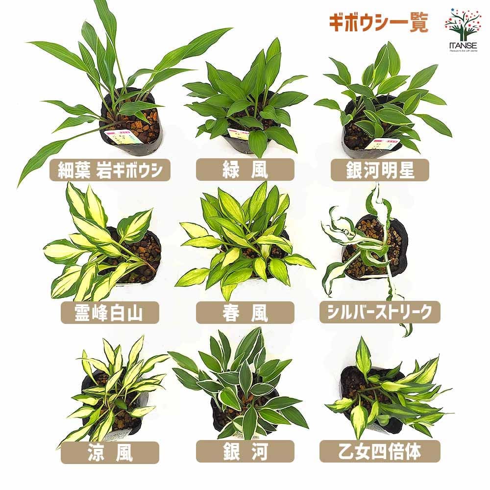ホスタ(ギボウシ) 銀河明星 【花苗 3号】