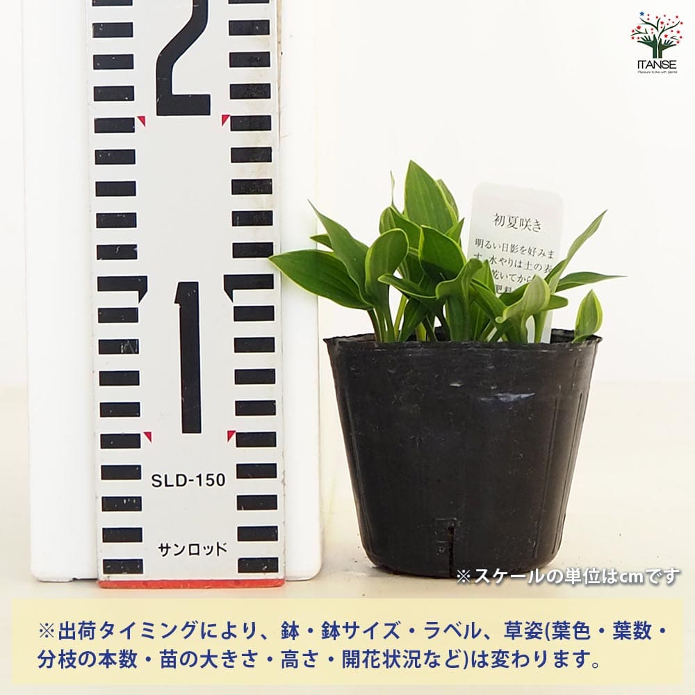 ホスタ(ギボウシ) 銀河明星 【花苗 3号】