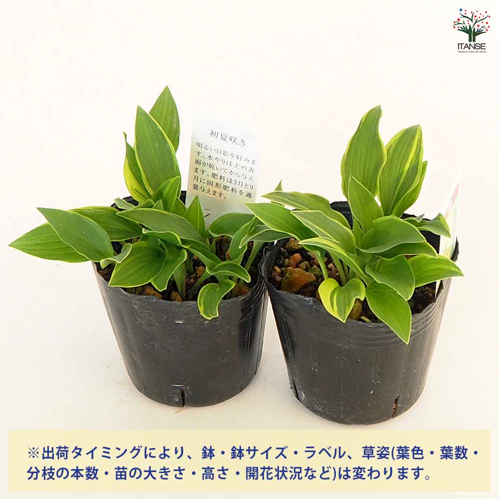 ホスタ(ギボウシ) 銀河明星 【花苗 3号】｜ 【植物のITANSE