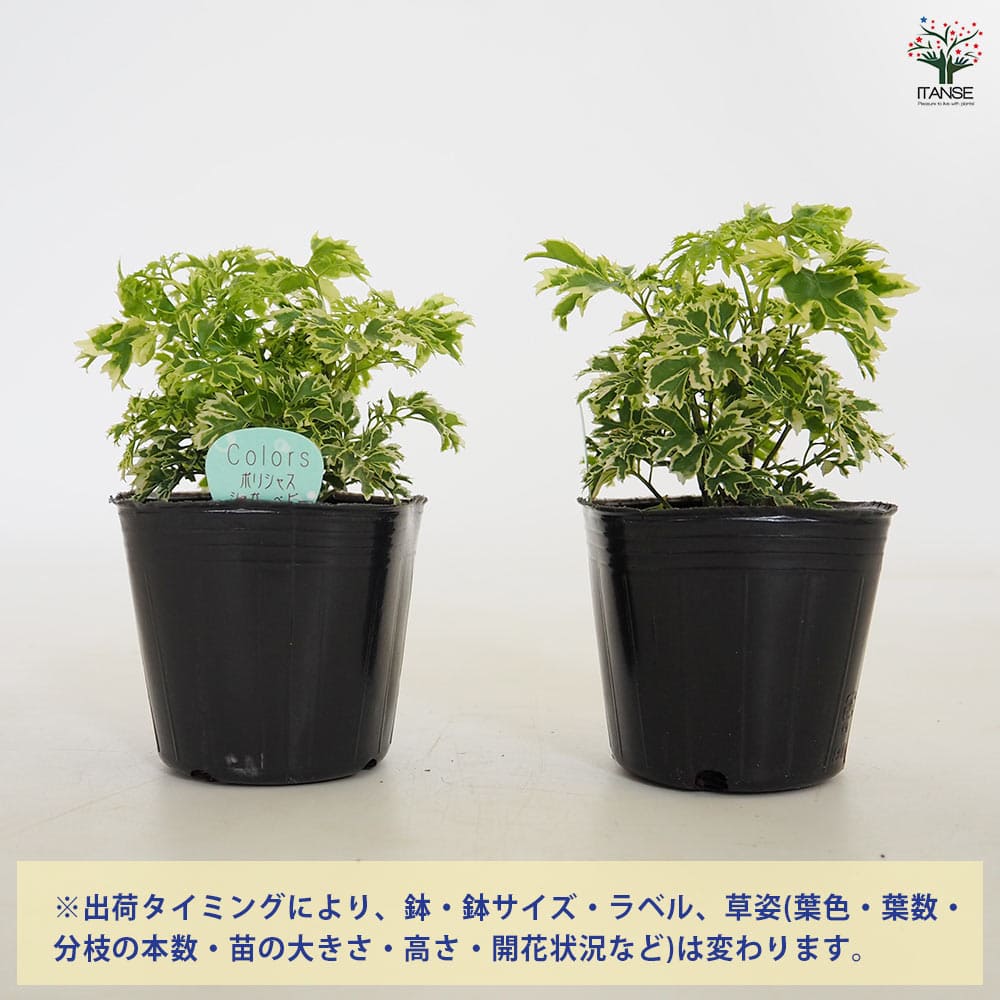 ポリシャス シュガーベビー 【観葉植物 3号】｜ 【植物のITANSE