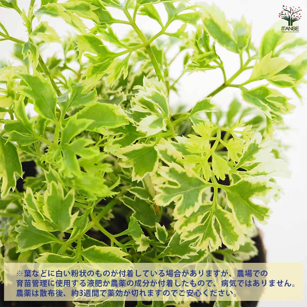 ポリシャス シュガーベビー 【観葉植物 3号】｜ 【植物のITANSE