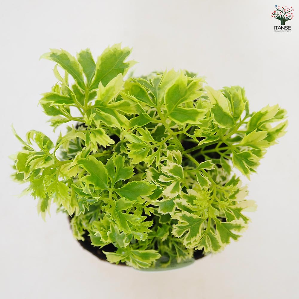 ポリシャス シュガーベビー 【観葉植物 3号】｜ 【植物のITANSE