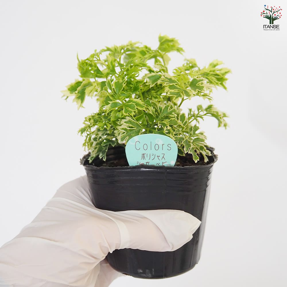 シュガーベビー　カット苗　多肉植物　ゆうパケットプラス発送　シュガーベイビー シュガーベイビー エケベリア カット苗 | 多肉植物カット苗の通販