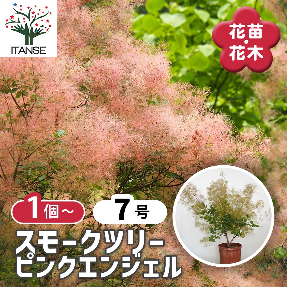 ば*ム様 スモークツリー　ピンクエンジェル　7号 スモークツリー ピンクエンジェル 【花木苗 7号／1個売り