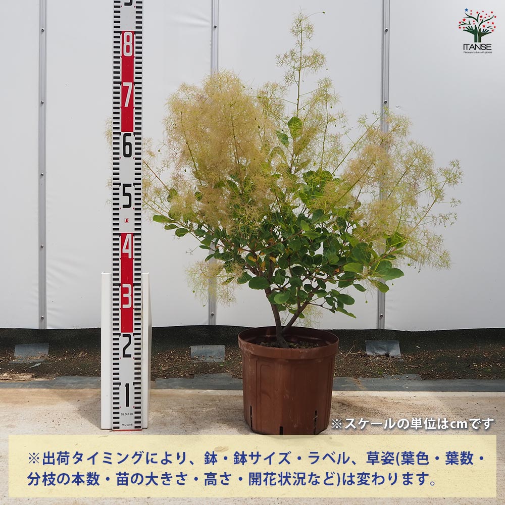 スモークツリー ピンクエンジェル 【花木苗 7号／1個売り