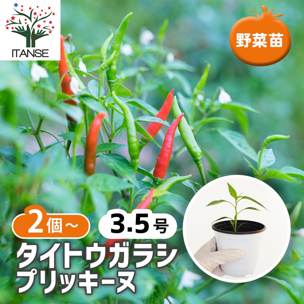 とうがらしの苗 タイトウガラシ プリッキーヌ2個~ 【野菜の苗 3.5号】