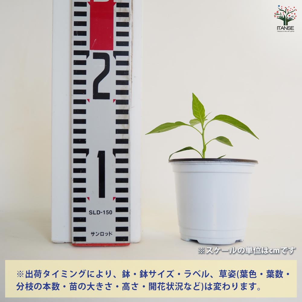 とうがらしの苗 タイトウガラシ プリッキーヌ2個~ 【野菜の苗 3.5号】