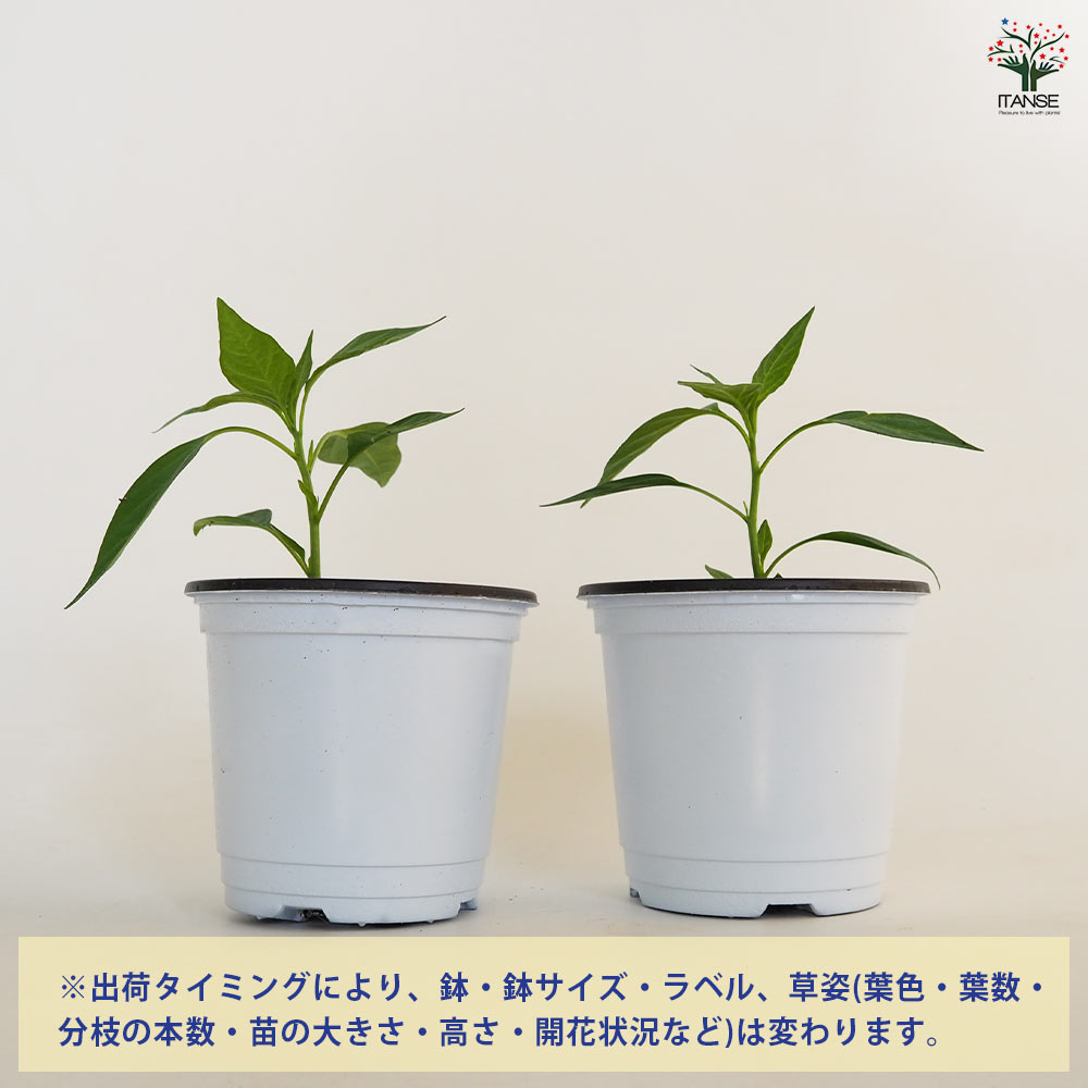 とうがらしの苗 タイトウガラシ プリッキーヌ2個~ 【野菜の苗 3.5号】