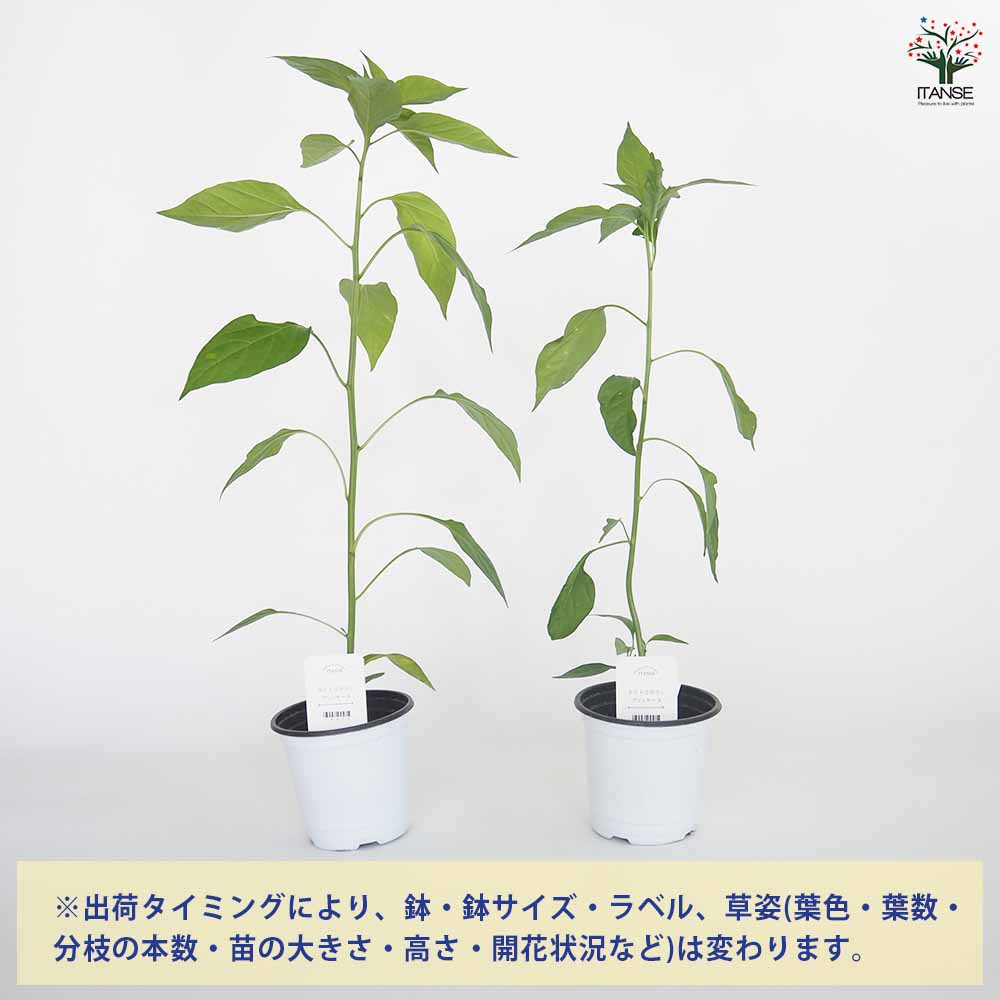 とうがらしの苗 タイトウガラシ プリッキーヌ2個~ 【野菜の苗 3.5号】