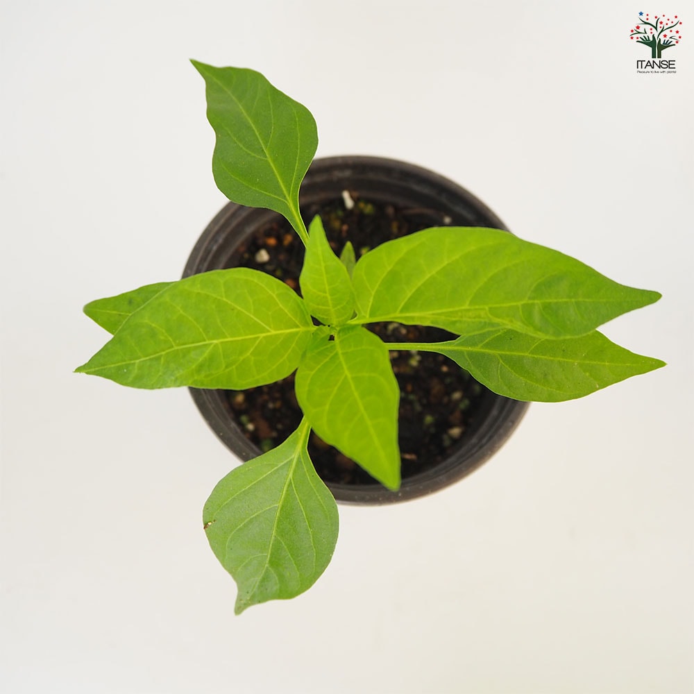 とうがらしの苗 タイトウガラシ プリッキーヌ2個~ 【野菜の苗 3.5号】