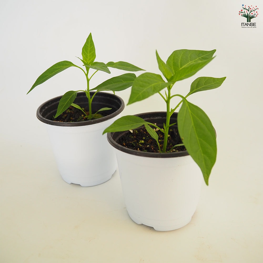 とうがらしの苗 タイトウガラシ プリッキーヌ2個~ 【野菜の苗 3.5号】