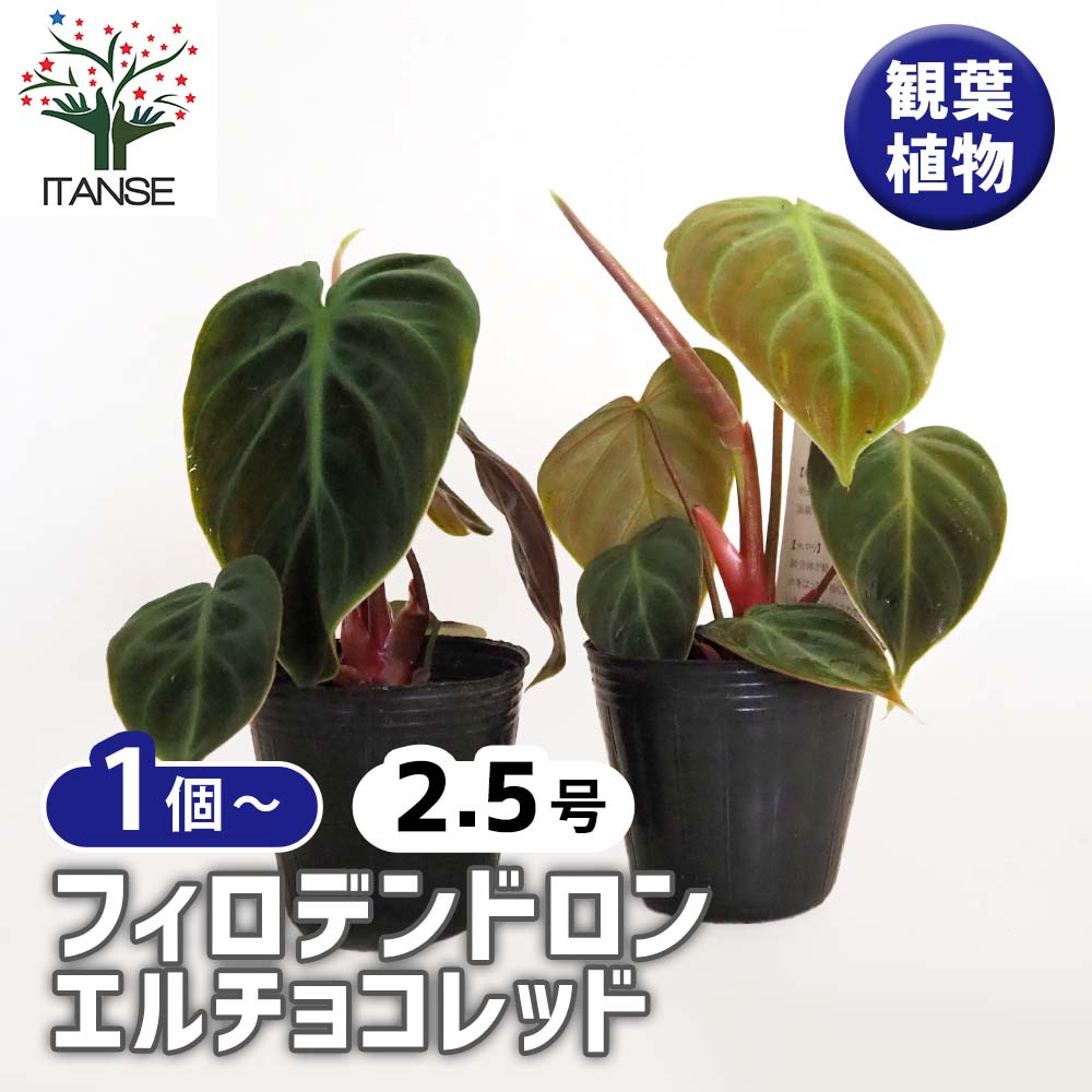 フィロデンドロン エルチョコレッド 【観葉植物 2.5号】｜ 【植物の