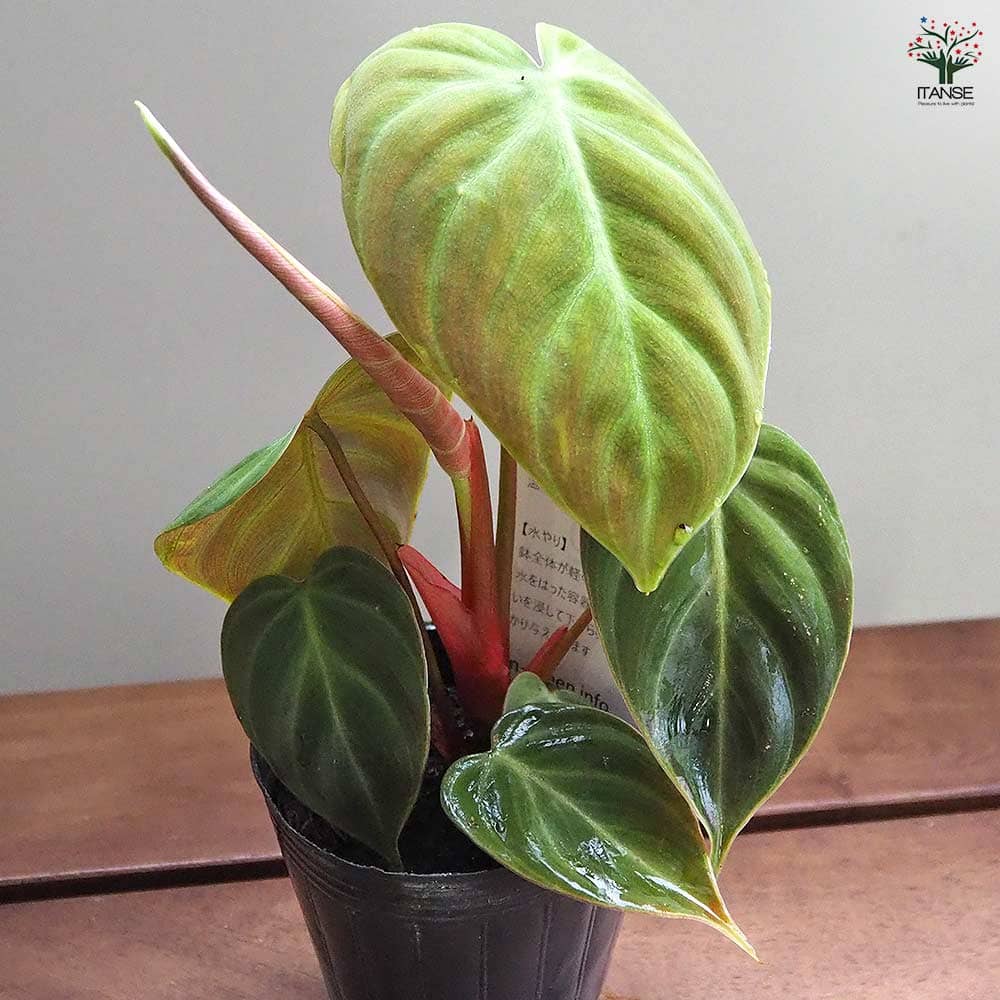 フィロデンドロン エルチョコレッド 【観葉植物 2.5号】｜ 【植物の