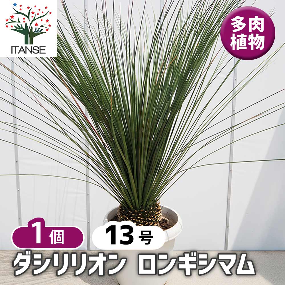 和*平様 ダシリリオン　ロンギシマム ダシリリオン・ロンギシマム｜Dasylirion longissimum | DESERT INC.