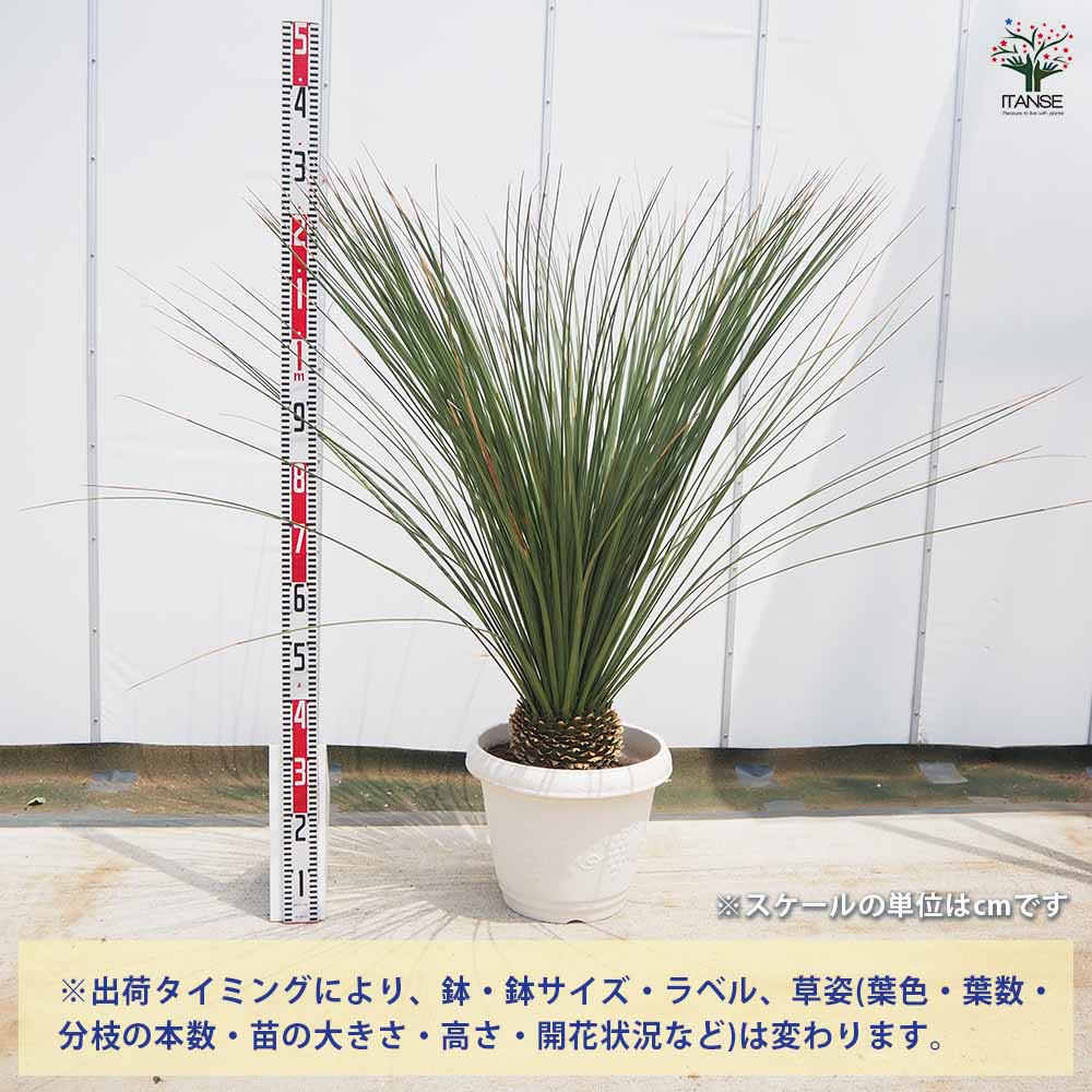 ダシリリオン ロンギッシマム 【多肉植物 13号／1個売り】｜ 【植物の